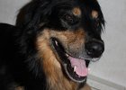 H-Wurf vom 19.01.2016 046 : H-Wurf vom 19.01.2016